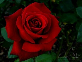 Image Of Flower Wallpaper For Desktop The Expert