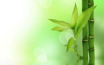 Green Bamboo Wallpaper
