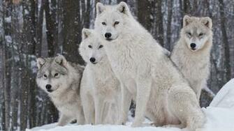 White Wolves Pack 4k HD Desktop Wallpaper For Ultra Tv