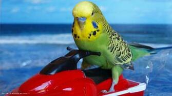 Budgie Funny Sea Bird HD Widescreen Wallpaper Birds Background