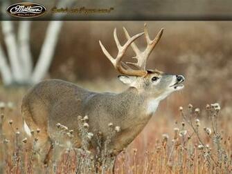 Wallpaper Deer Ii