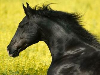 Horse Wallpaper Pictures Of Animal Photo
