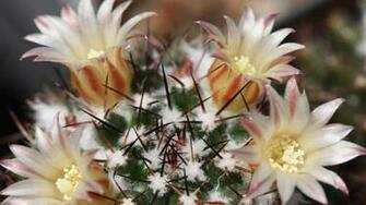 Cactus Flowers Wallpaper