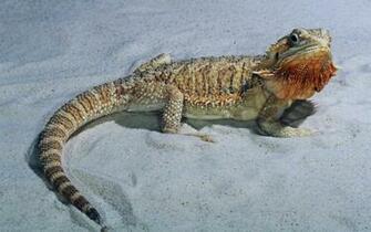 Description Bearded Dragon In The Sand Animal Wallpaper