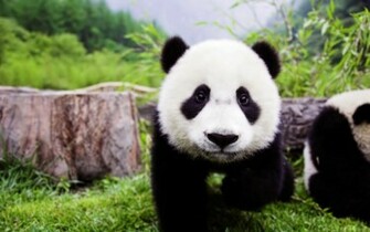 Select Set As Desktop Background Wallpaper Animals Beasts