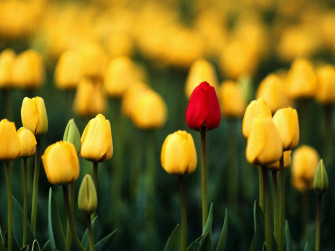 Flowers For Flower Lovers Wallpaper