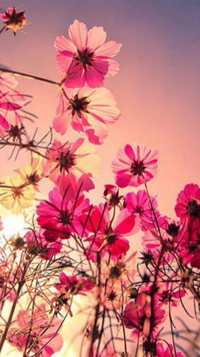 Flowers Wallpaper For iPhone HD Retina