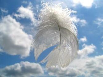 Romatic Feather Wallpaper Photo Composite Wallpaper9
