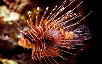Clown Fish HD Wallpaper