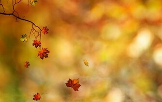 Fall Leaves Background Px High Resolution Wallpaper