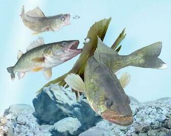 Walleye Wallpaper
