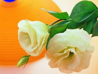 Flowers For Flower Lovers Desktop Wallpaper