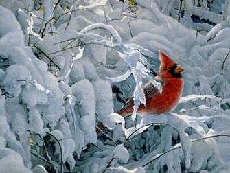 Winter Cardinal Bird Computer Background HD Wallpaper Site