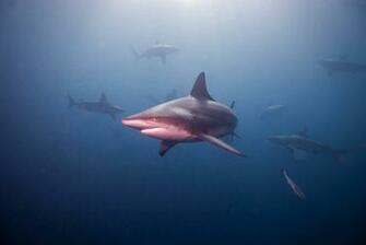 Gallery For Animated Megalodon Wallpaper