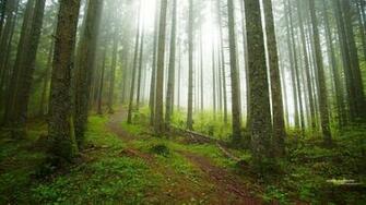 Forest Nature Moist Trees Shining Rainyclimates Paths