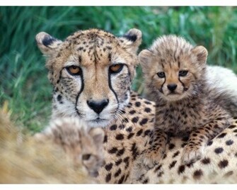 Cheetah Cub X Close