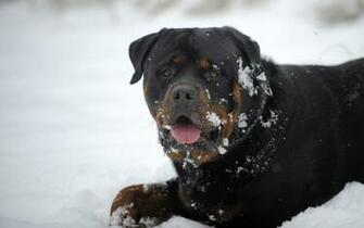 Rottweiler Wallpaper Pictures Image