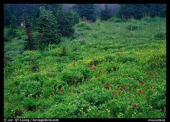 Parks Pacific Coast And Mountains Mount Rainier Mora20629