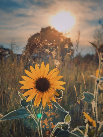 Sunflower Aesthetic Wallpaper