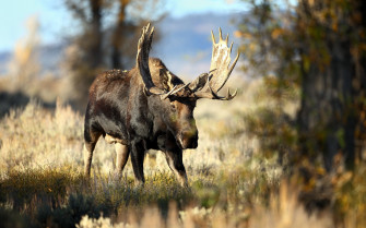 Moose Full HD Wallpaper And Image