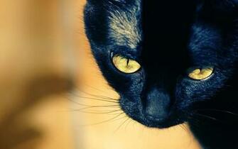 Young Black Cat With Yellow Eyes Wallpaper And Image