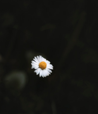 Daisy Aesthetic Wallpaper