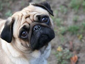 Pug Computer Desktop Wallpaper