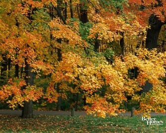 Desktop Wallpaper Fall Colors In HD