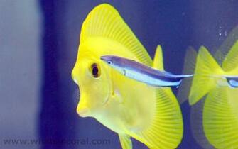 What Is A Coral Wallpaper Zebrasoma Flavescens En Yellow