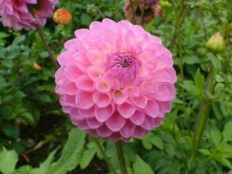 Home Photos Anemone Flowers HD Wallpaper Gallery Photo