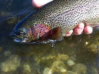 Brown Trout Wallpaper Shot Of A From