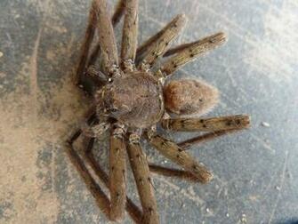 Pin Scary Giant Spider High Def Wallpaper X Resolution On