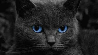 Black Cats Live Wallpaper Android Apps And Tests Androidpit