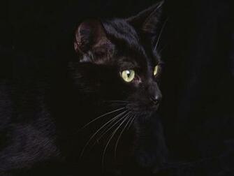 Black Leopard Wallpaper