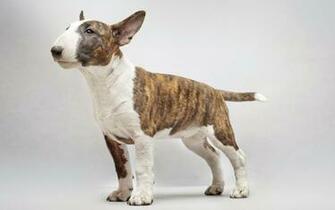 Bull Terrier Wallpaper Woou5am Px 4usky