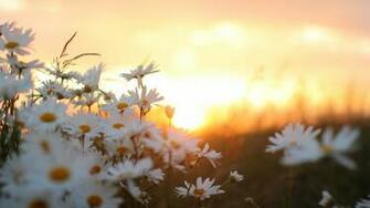 Daisy Flower HD Wallpaper For Desktop