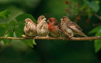 Finches Branch Wallpaper