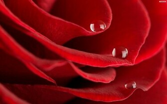 Red Roses Wallpaper Background Image