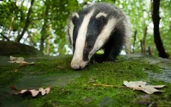 Badger Computer Wallpaper Desktop Background Id
