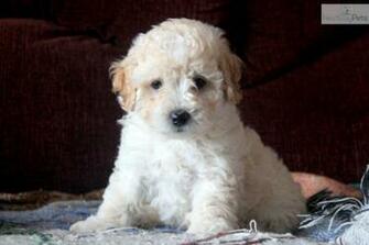 Miniature Poodles Widescreen Wallpaper Dogbreedswallpaper