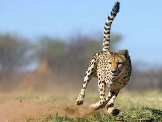 Leopard Running Wallpaper