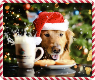 Surviving The Holiday Rush Paragon School Of Pet Grooming