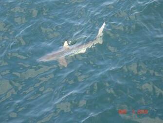 High Definition Wallpaper Photo Shark Html
