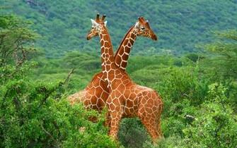 Zoologist