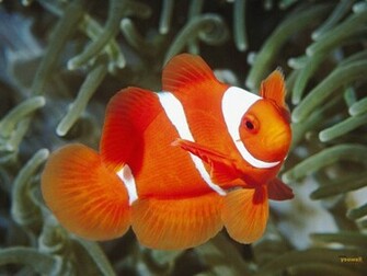 Red Fish Wallpaper