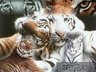 Big Cats Image Cat Wallpaper HD And Background