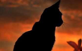 Black Cat Live Wallpaper Android Apps On Google Play