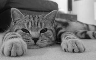 Lazy Day Today Wallpaper Stock Photos