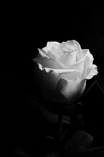 Pretty Background Black And White Popular Photography
