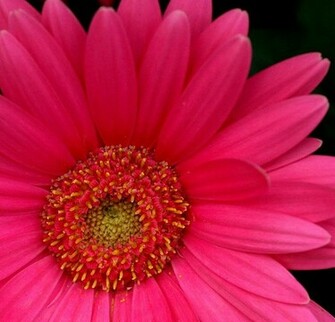 Hot Pink Gerber Daisy Wallpaper Creative Memes